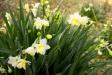 Blurred Paper Whites